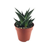 Haworthia Limifolia (Sukulent)