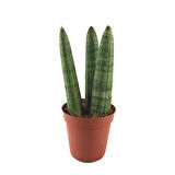Sansevieria Cylindrica (Paşa Kılıcı)