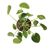 Pilea Peperomioides (Para Çiçeği)