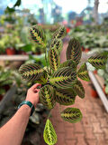 Maranta Leuconeura (Dua Çiçeği)