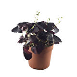 Oxalis Triangularis (Süs Yoncası)
