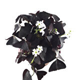 Oxalis Triangularis (Süs Yoncası)