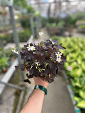 Oxalis Triangularis (Süs Yoncası)