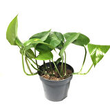 Epipremnum Aureum (Salon Sarmaşığı)