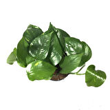 Epipremnum Aureum (Salon Sarmaşığı)