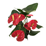 Anthurium Andraeanum 'Red' (Flamingo Çiçeği)