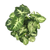 Syngonium Podophyllum 'Pixie' (Melek Kanadı Çiçeği)