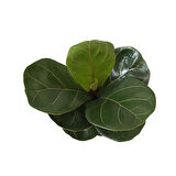 Ficus Lyrata 'Bambino' (Kauçuk Çiçeği)