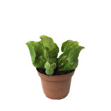 Sarracenia Purpurea 'Venosa' (Sinek Kapan Etobur Bitki)