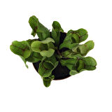 Sarracenia Purpurea 'Venosa' (Sinek Kapan Etobur Bitki)