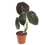 Alocasia Cuprea (Fil Kulağı)