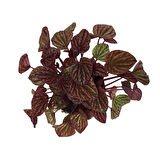Peperomia Caperata 'Metallic Ripple' (Zümrüt Dalgası Çiçeği)