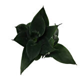 Sansevieria Jade (Paşa Kılıcı)
