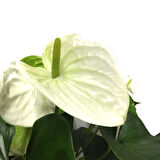 Anthurium Andraeanum 'White' (Flamingo Çiçeği)