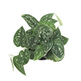 Scindapsus Pictus 'Argyraeus' (Potos Sarmaşığı)