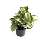Epipremnum 'Marble Queen' (Salon Sarmaşığı)