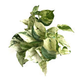 Epipremnum 'Marble Queen' (Salon Sarmaşığı)