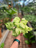 Epipremnum 'Marble Queen' (Salon Sarmaşığı)
