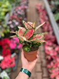 Aglaonema 'Dud Unyamanee' (Çin Herdemyeşili)