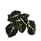 Alocasia Reginula 'Black Velvet' (Fil Kulağı)