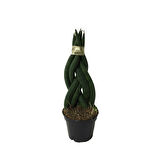 Sansevieria Gevlochten (Paşa Kılıcı)