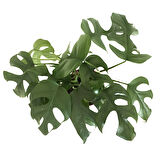 Monstera Minima (Deve Tabanı)