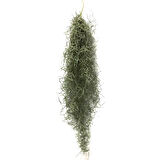 Tillandsia Usneoides (Hava Bitkisi)