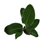 Strelitzia Reginae (Cennet Kuşu Çiçeği)