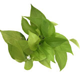 Epipremnum Aureum 'Neon' (Salon Sarmaşığı)