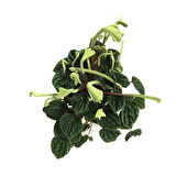 Peperomia Caperata 'Emerald Ripple'