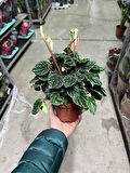 Peperomia Caperata 'Emerald Ripple'