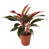 Aglaonema Crete (Çin Herdemyeşili)