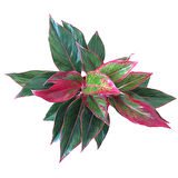 Aglaonema Crete (Çin Herdemyeşili)