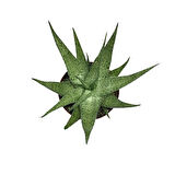 Aloe 'White Fox' (Kaktüs)