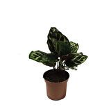 Calathea Makoyana (Dua Çiçeği)