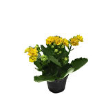 Kalanchoe Calandiva 'Yellow' (Kalanşo Çiçeği)