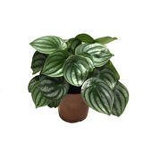 Peperomia Argyreia