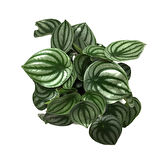 Peperomia Argyreia