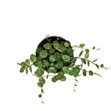 Peperomia Prostrata (Kaplumbağa Kabuğu Çiçeği)
