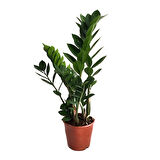 Zamia Zamioculcas (Zeze Çiçeği)