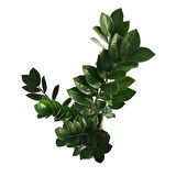 Zamia Zamioculcas (Zeze Çiçeği)