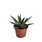 Agave Filifera 'Compacta' (Kaktüs)