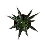Agave Filifera 'Compacta' (Kaktüs)