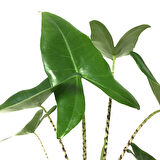 Alocasia Zebrina (Fil Kulağı)