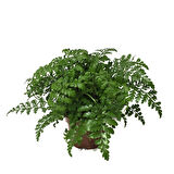 Asplenium Parvati
