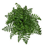 Asplenium Parvati
