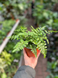 Asplenium Parvati