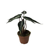 Alocasia Bambino (Fil Kulağı)