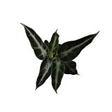 Alocasia Bambino (Fil Kulağı)