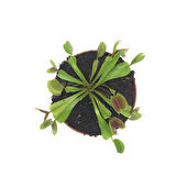 Dionaea Muscipula (Sinek Kapan)